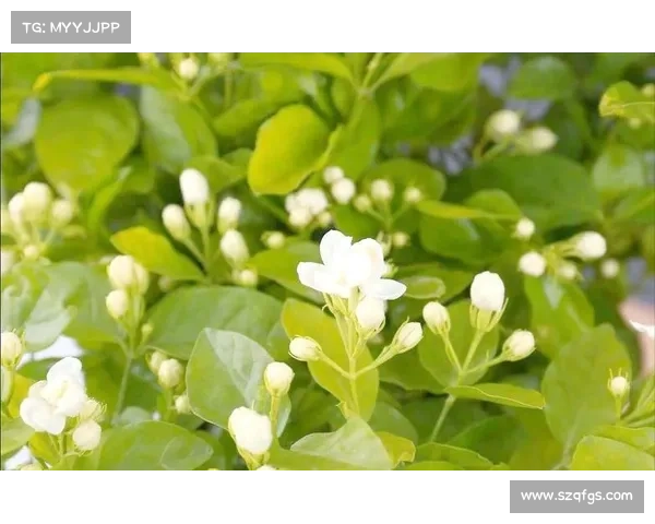 全面指南教你快速查询亚洲杯中国队最新比赛时间实用方法技巧 全面指南教你快速查询亚洲杯中国队最新比赛时间实用方法技巧